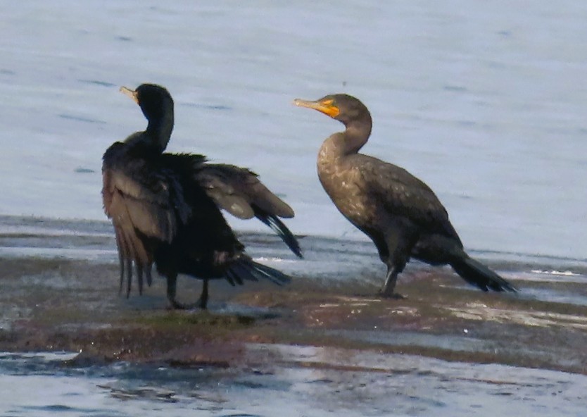 Cormorán Orejudo - ML638944425