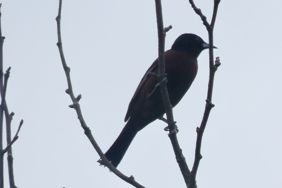 Orchard Oriole - ML638944449