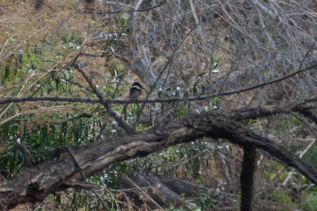 Green Kingfisher - ML638944450