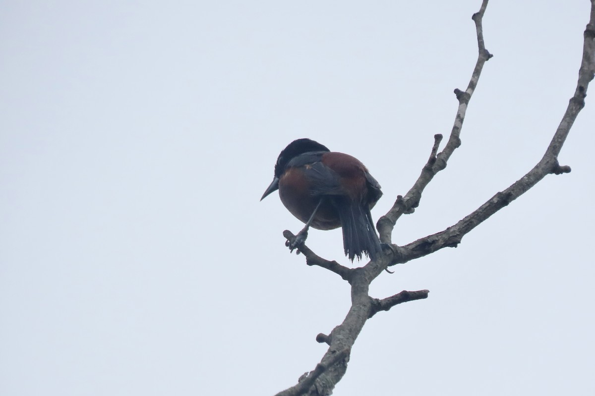 Orchard Oriole - ML638944455
