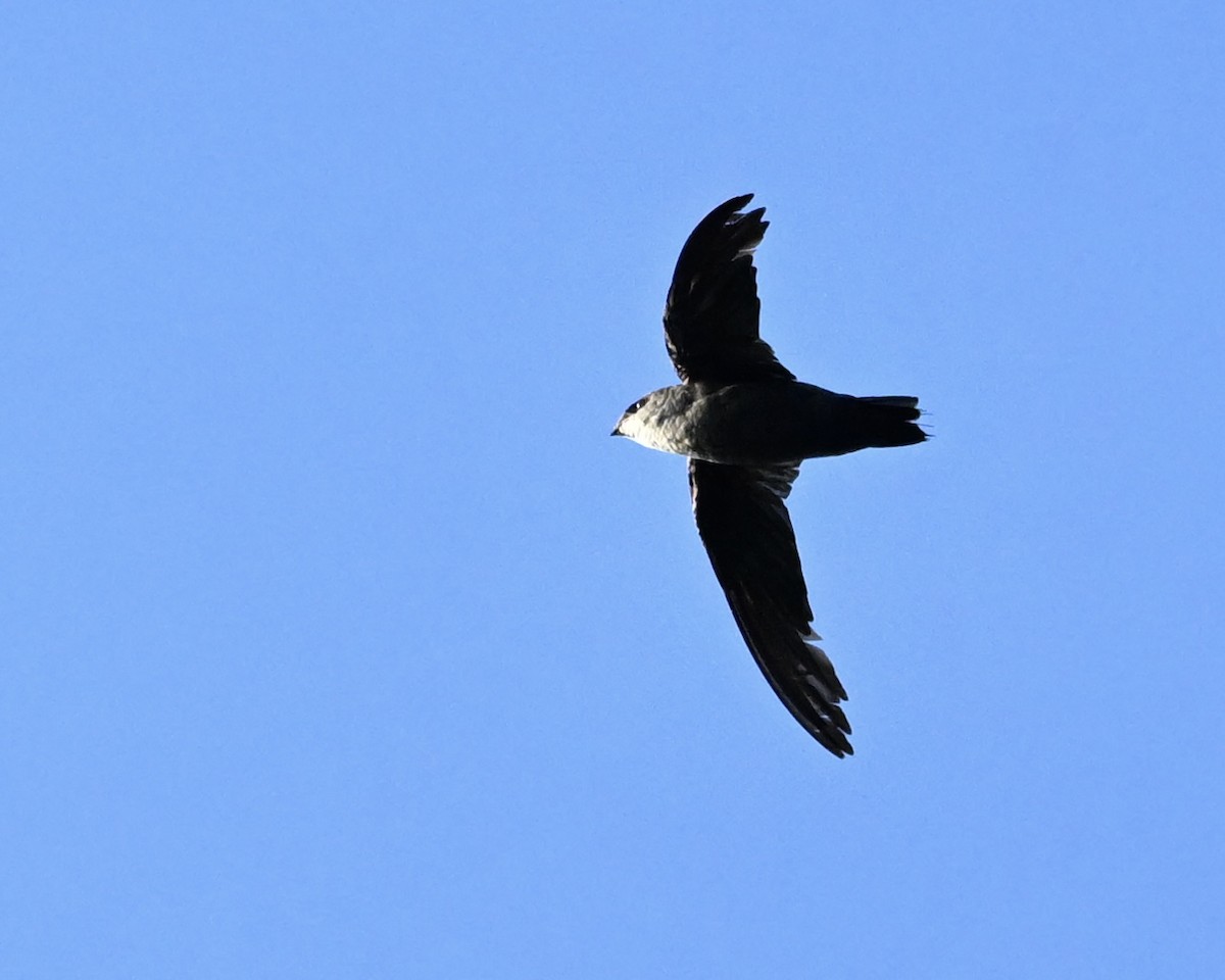 Chimney Swift - ML638944476