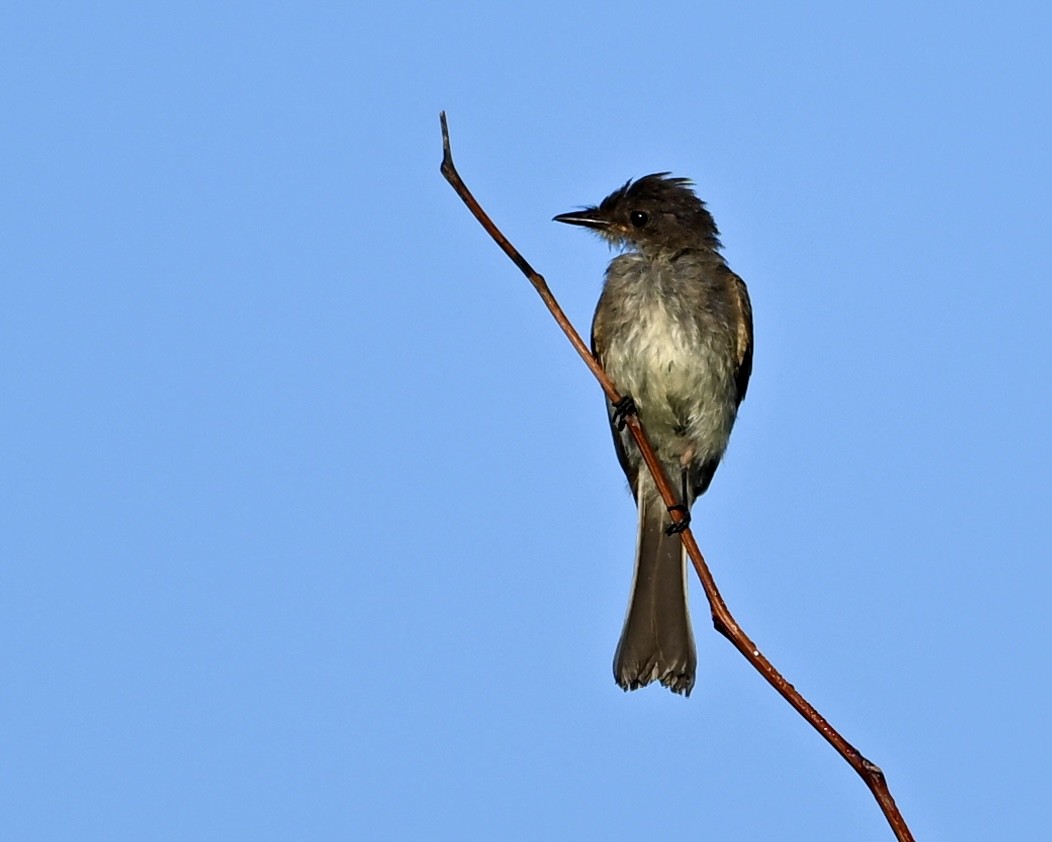 Eastern Phoebe - ML638944477