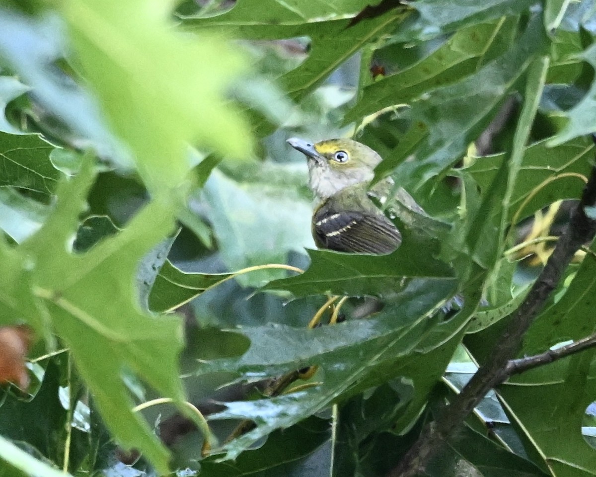 White-eyed Vireo - ML638944481