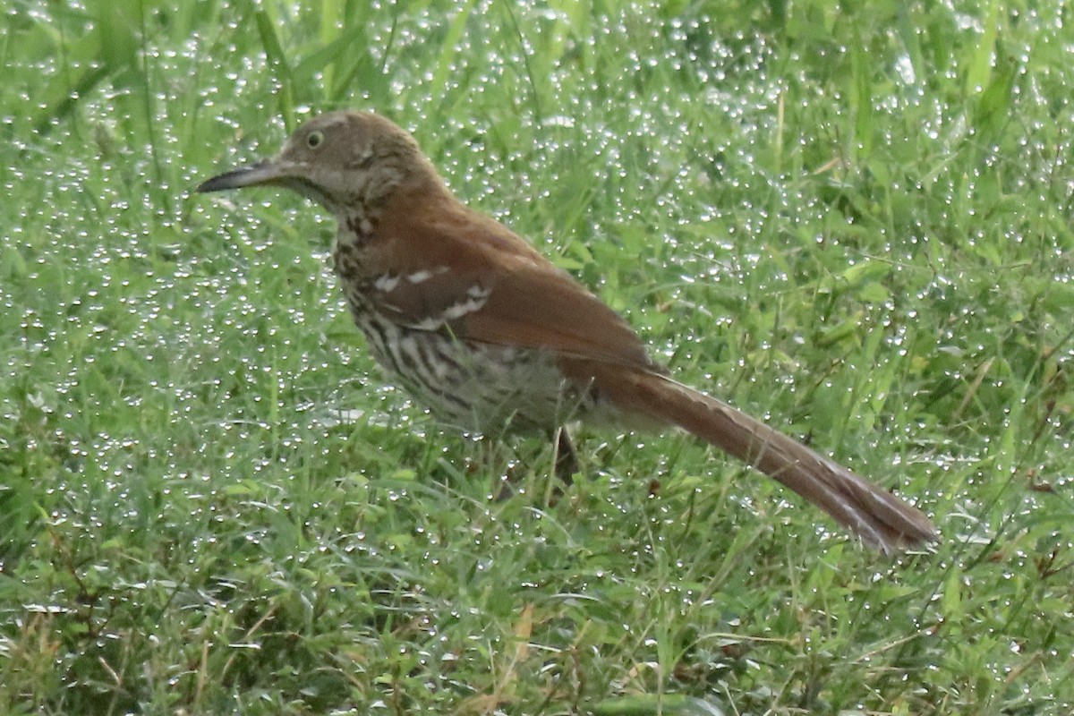 Brown Thrasher - ML638944483