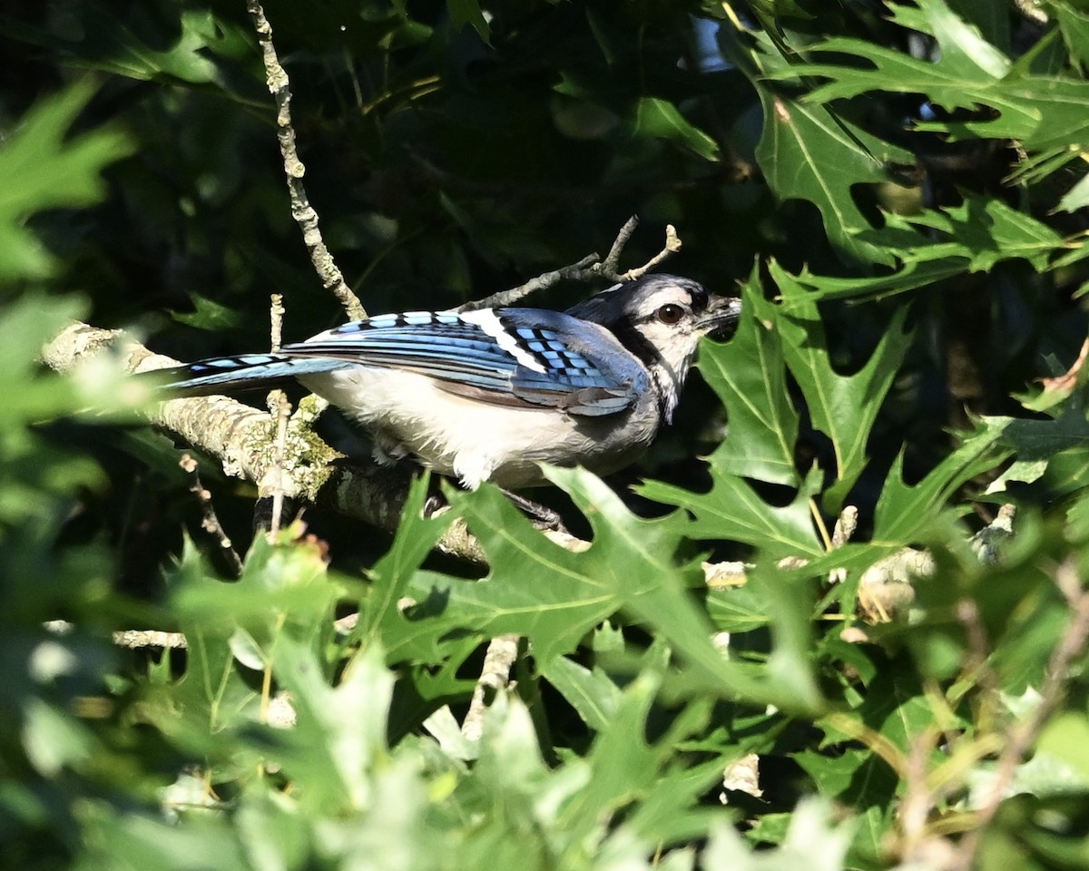 Blue Jay - ML638944485