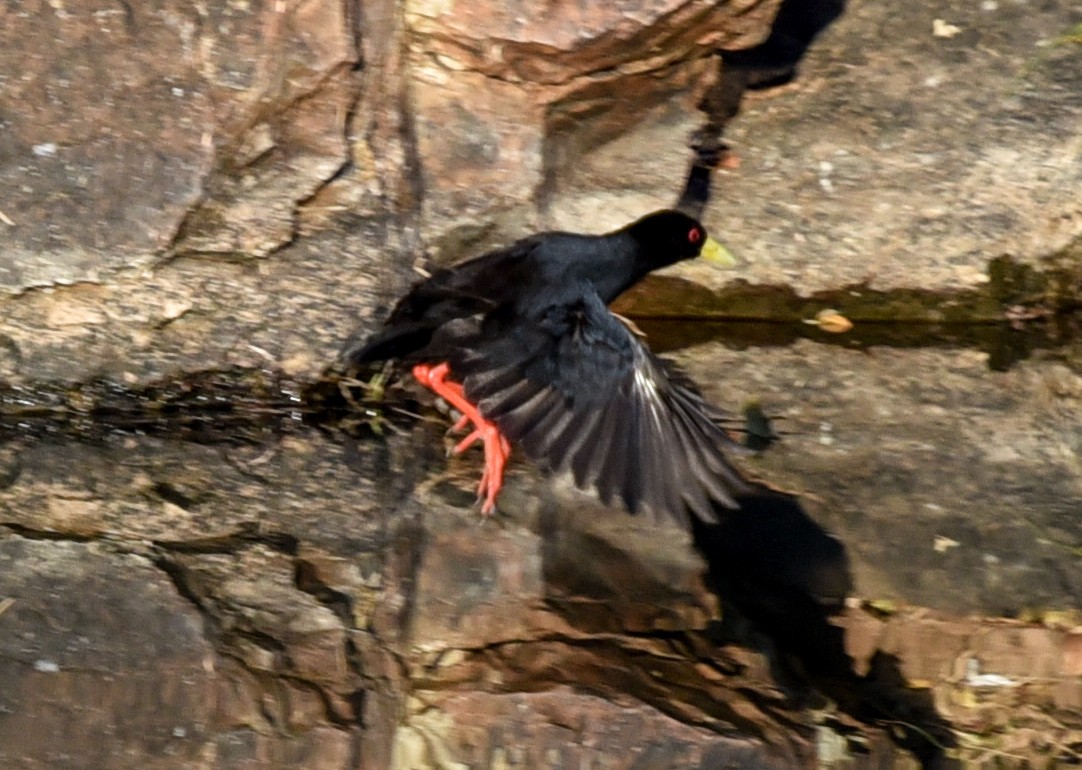Black Crake - ML638944492