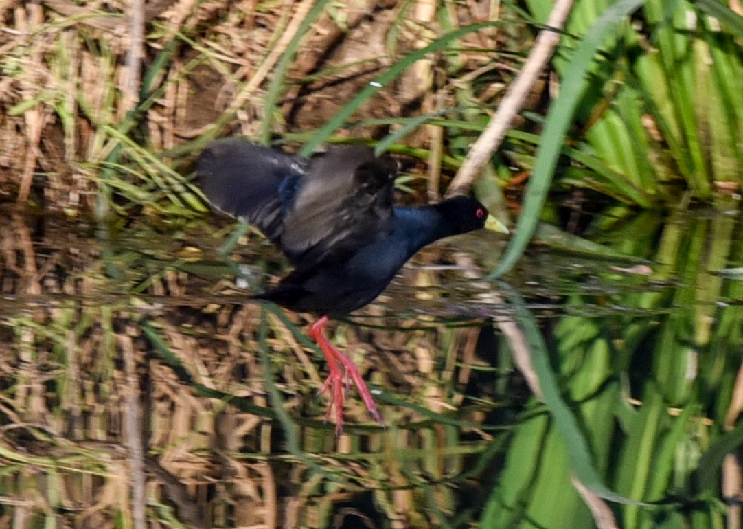 Black Crake - ML638944493