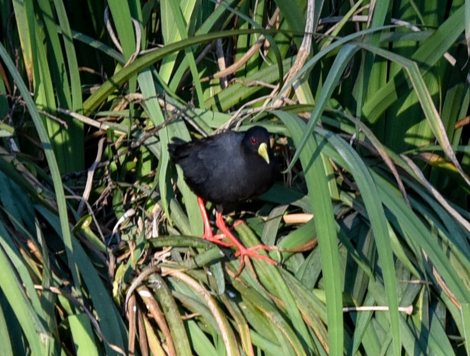 Black Crake - ML638944495
