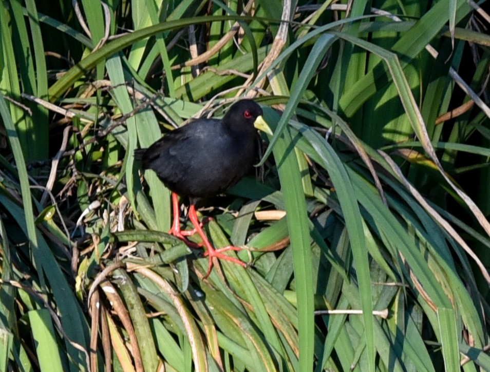 Black Crake - ML638944496