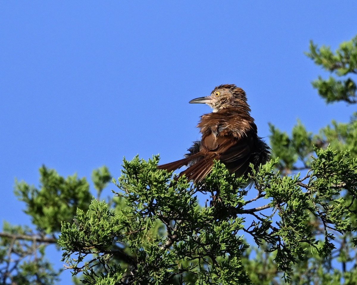 Brown Thrasher - ML638944498