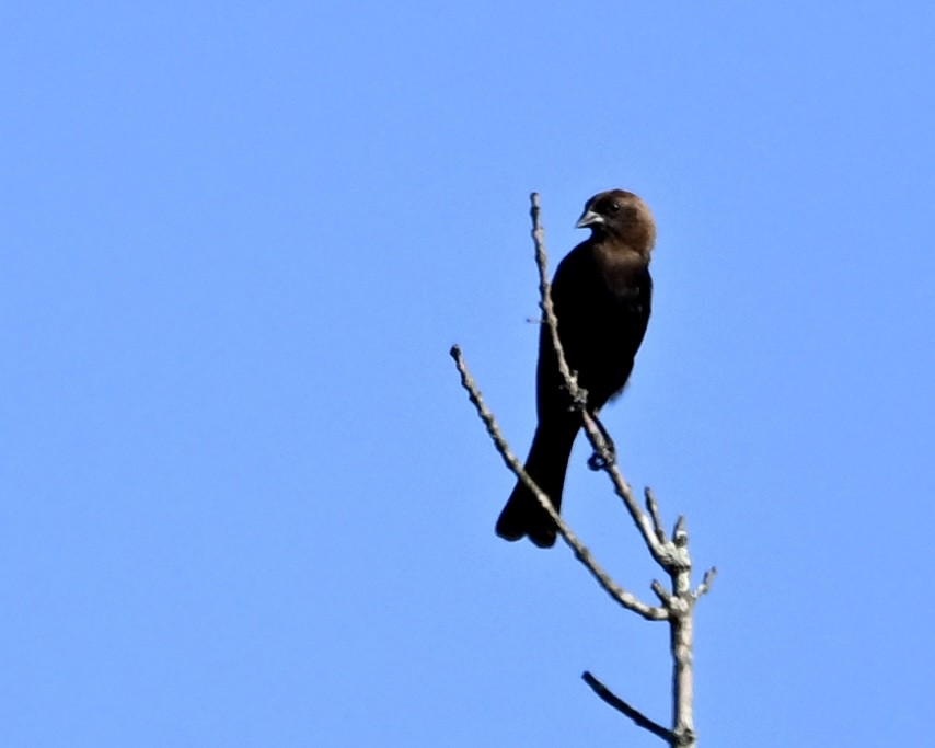 Brown-headed Cowbird - ML638944508