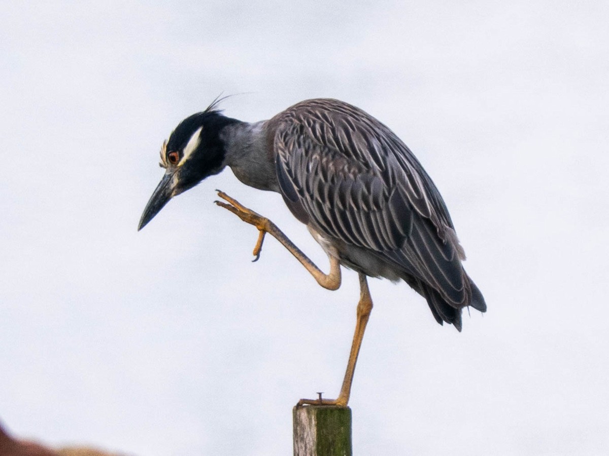 Yellow-crowned Night Heron - ML638944514