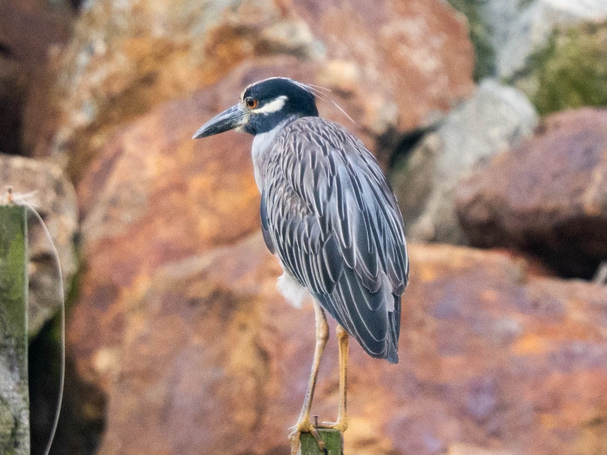 Yellow-crowned Night Heron - ML638944515