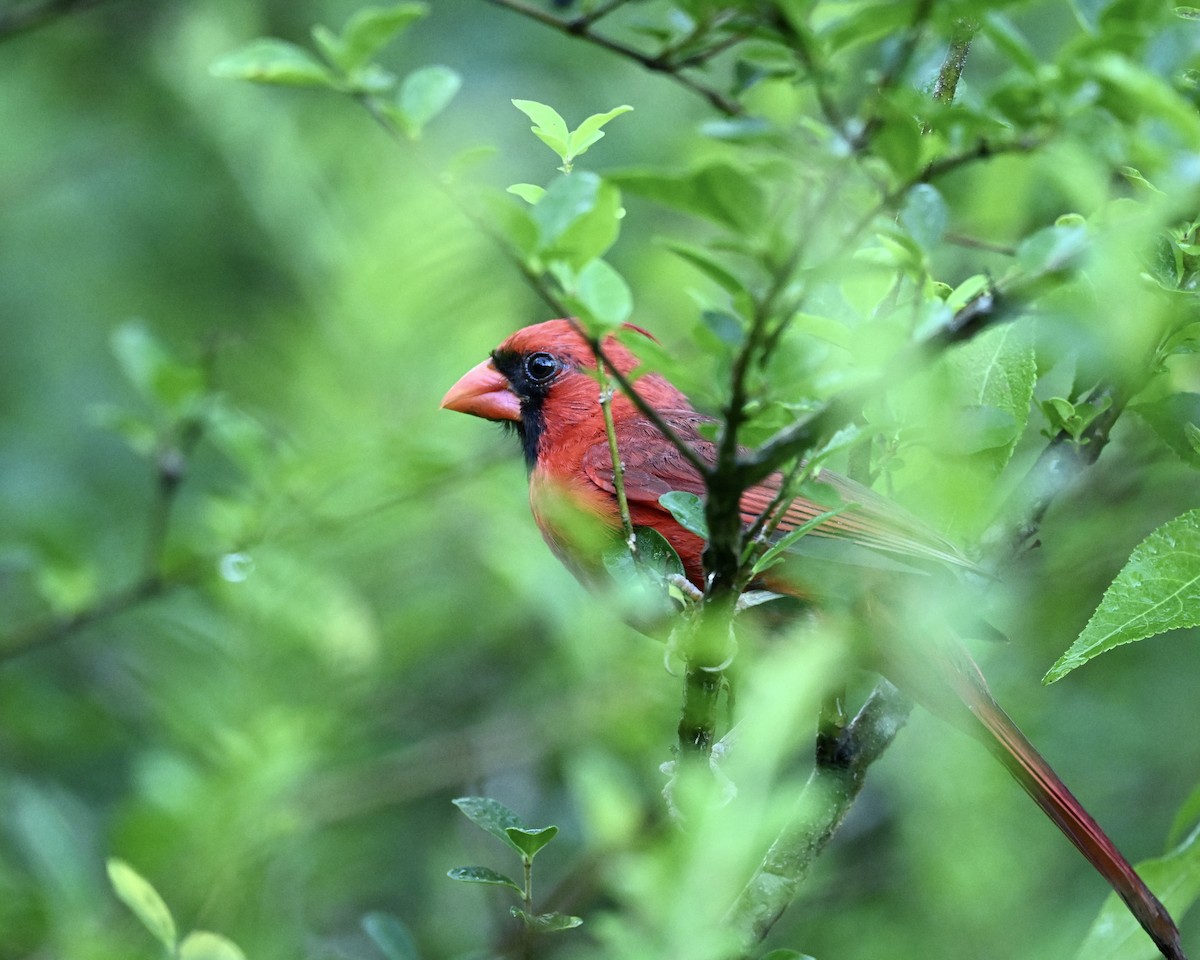Cardinal rouge - ML638944524