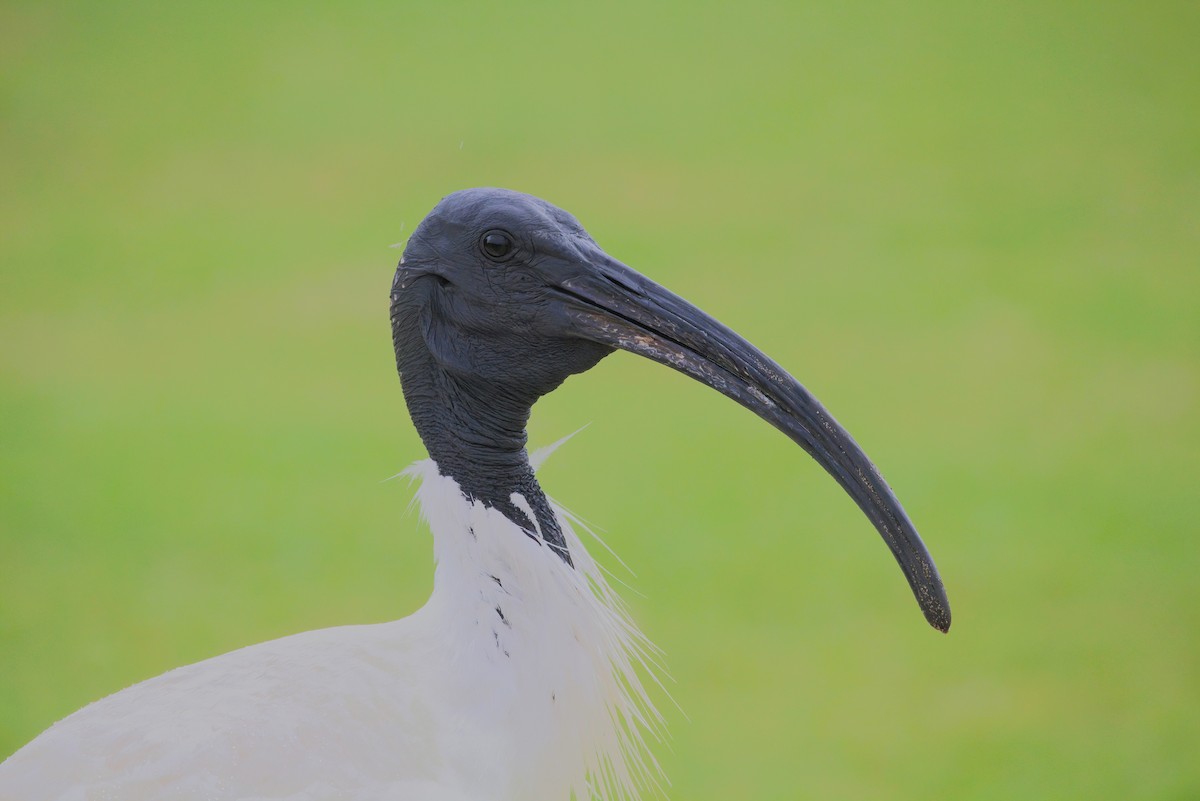 Australian Ibis - ML638944525