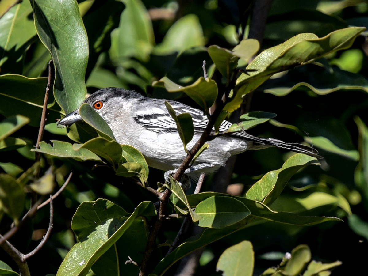 Black-backed Puffback (White-winged) - ML638944536