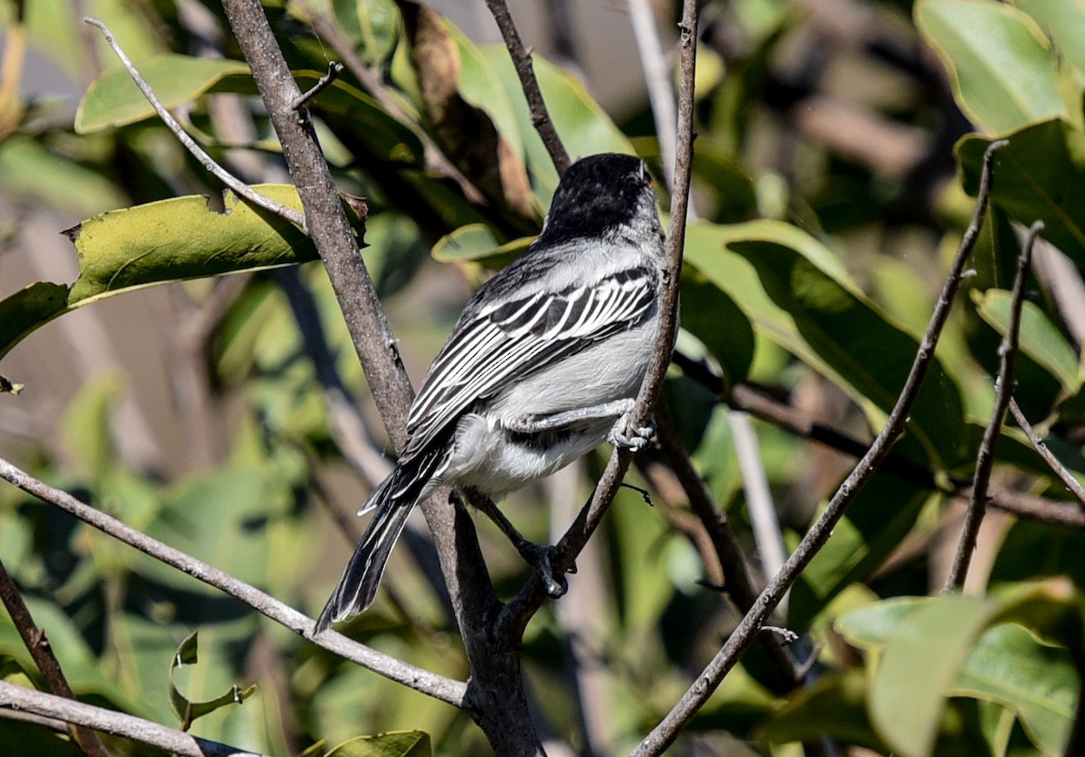 Black-backed Puffback (White-winged) - ML638944537