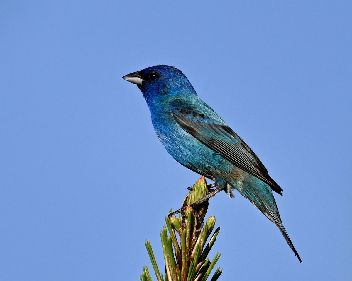Indigo Bunting - ML638944538