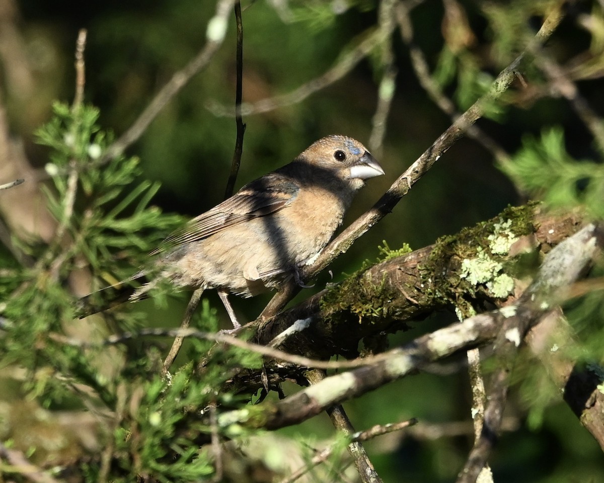 Indigo Bunting - ML638944539