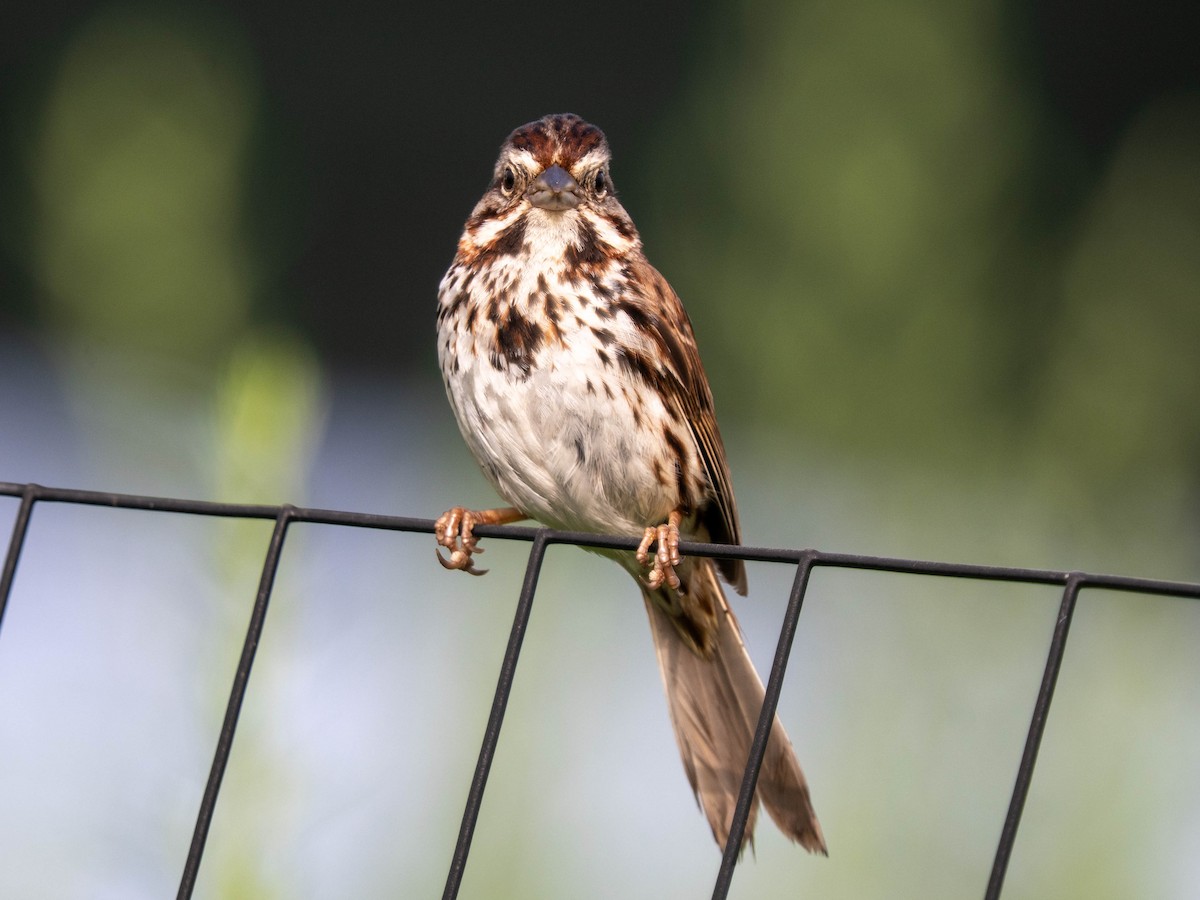 Song Sparrow - ML638944555