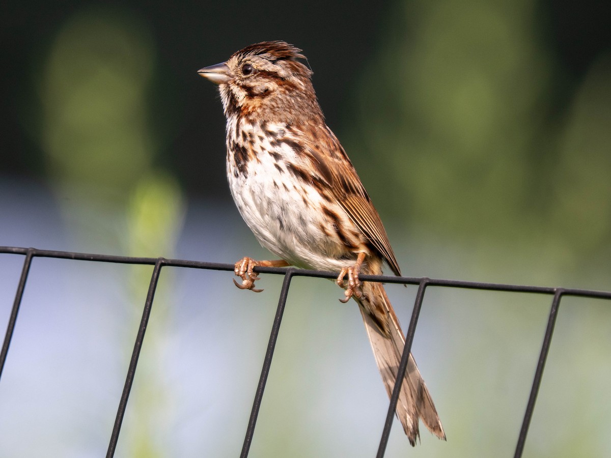 Song Sparrow - ML638944556