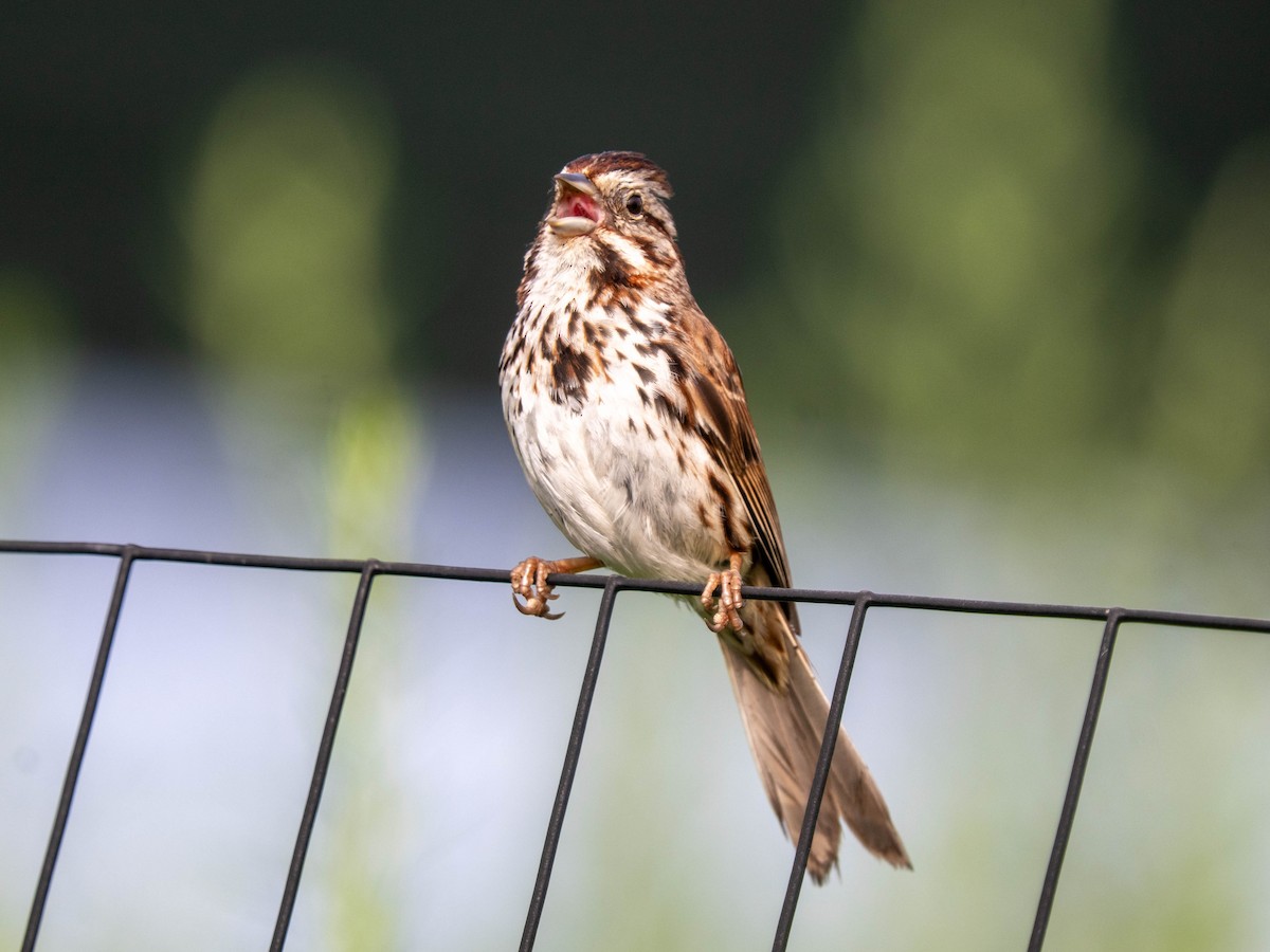 Song Sparrow - ML638944557