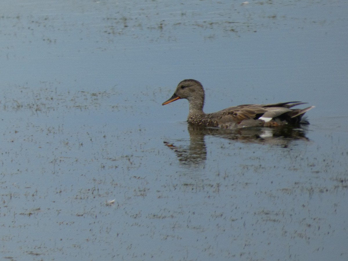 Gadwall - ML638944604