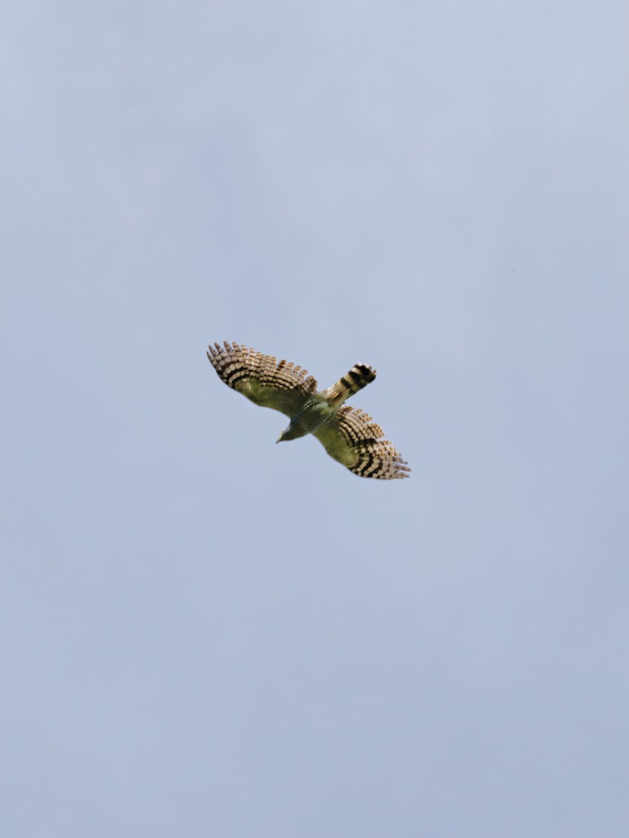 Hook-billed Kite - ML638944605