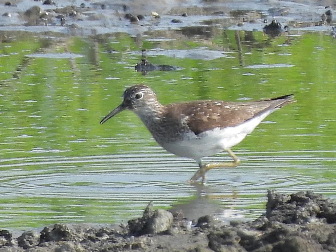 Solitary Sandpiper - ML638944615