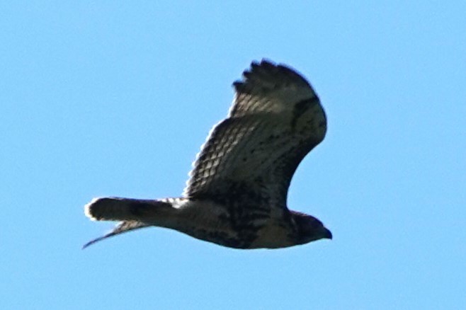 Broad-winged Hawk - ML638944623