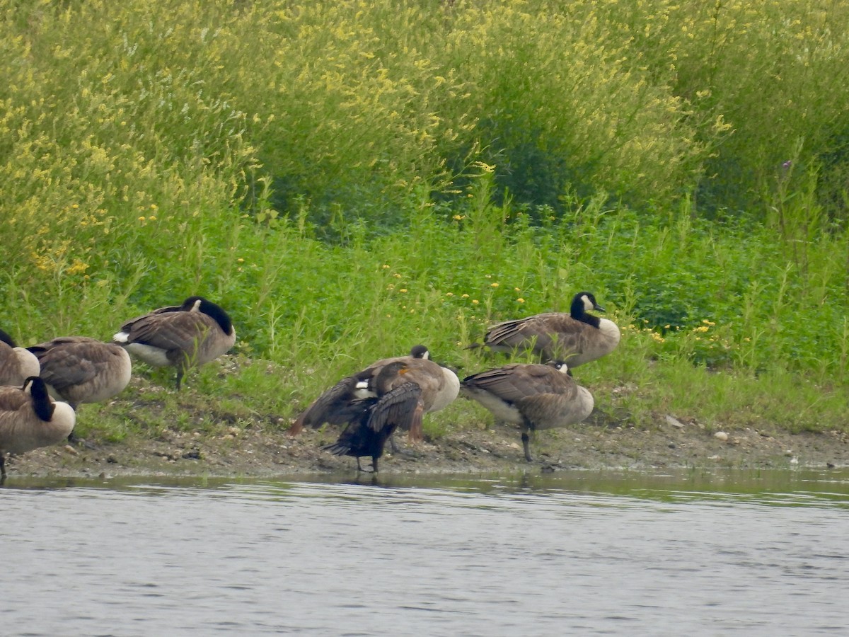 Cormorán Orejudo - ML638944625