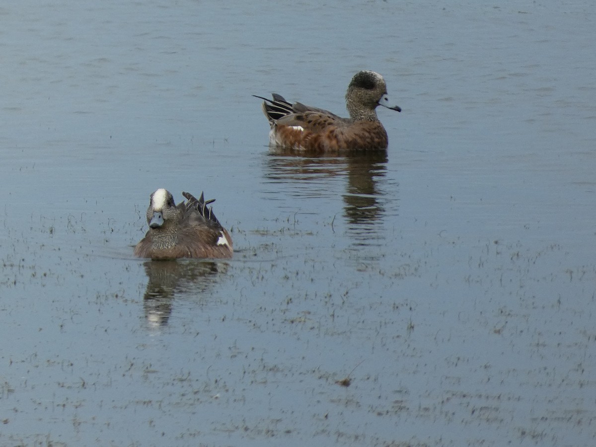 American Wigeon - ML638944626
