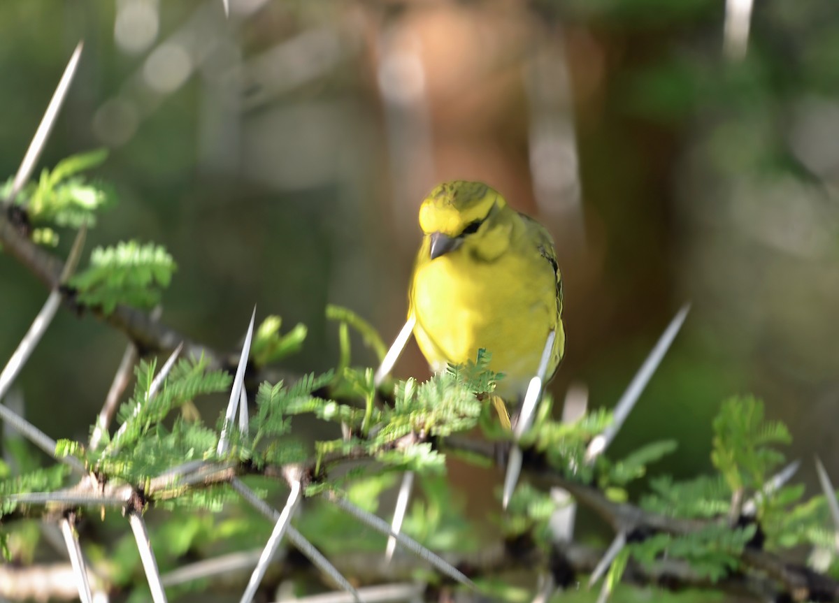 White-bellied Canary - ML638944629