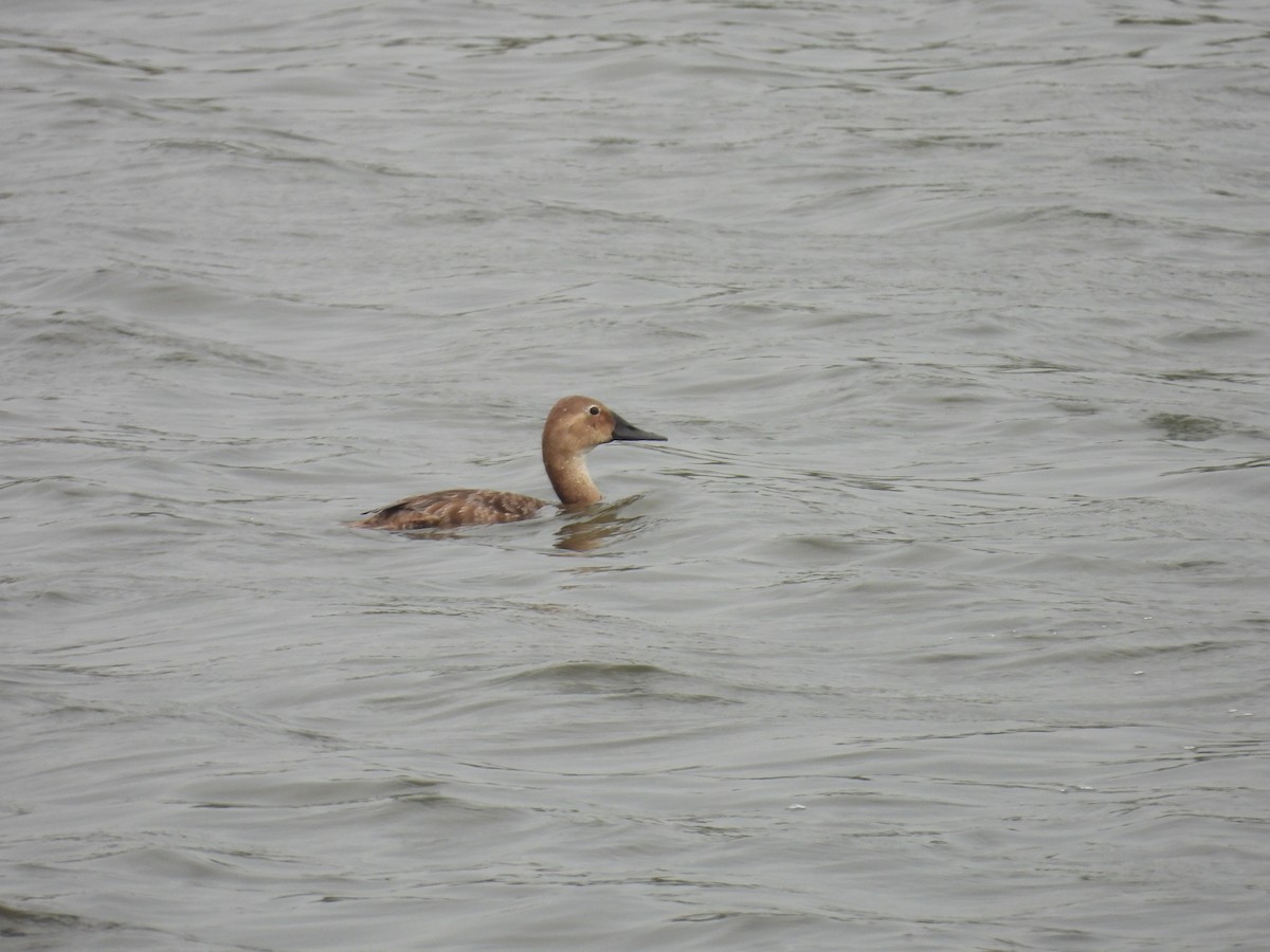 Canvasback - ML638944630