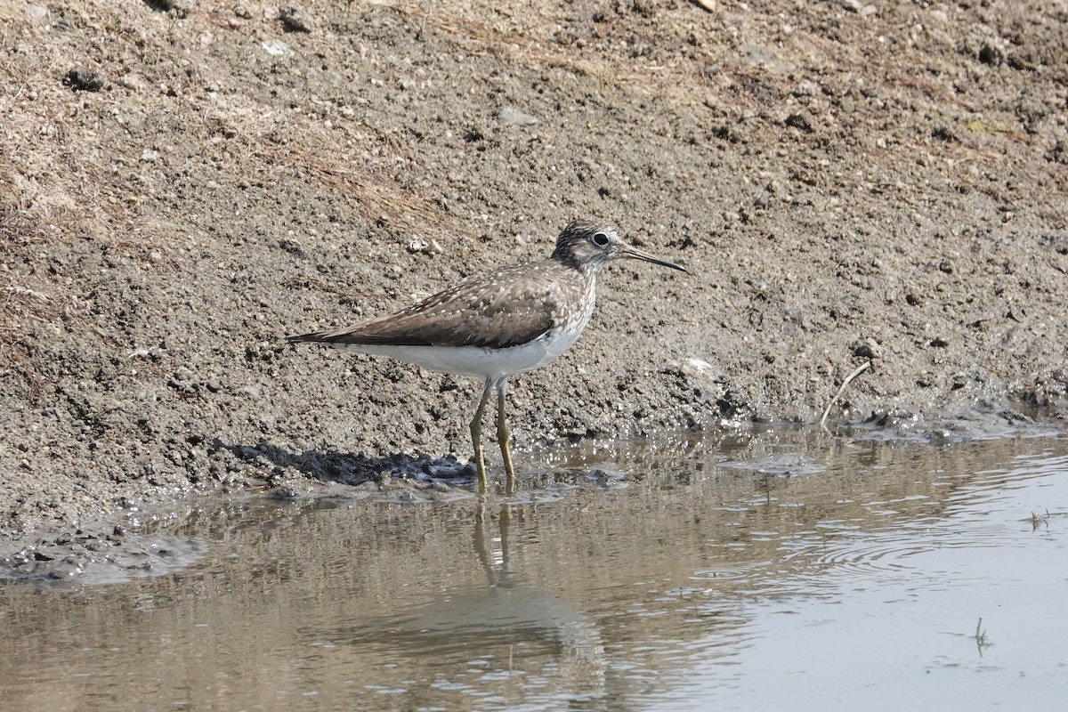 Solitary Sandpiper - ML638944634