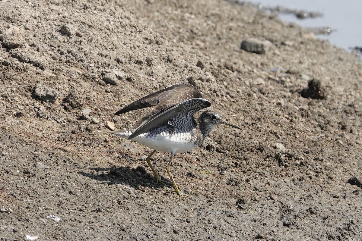 Solitary Sandpiper - ML638944635