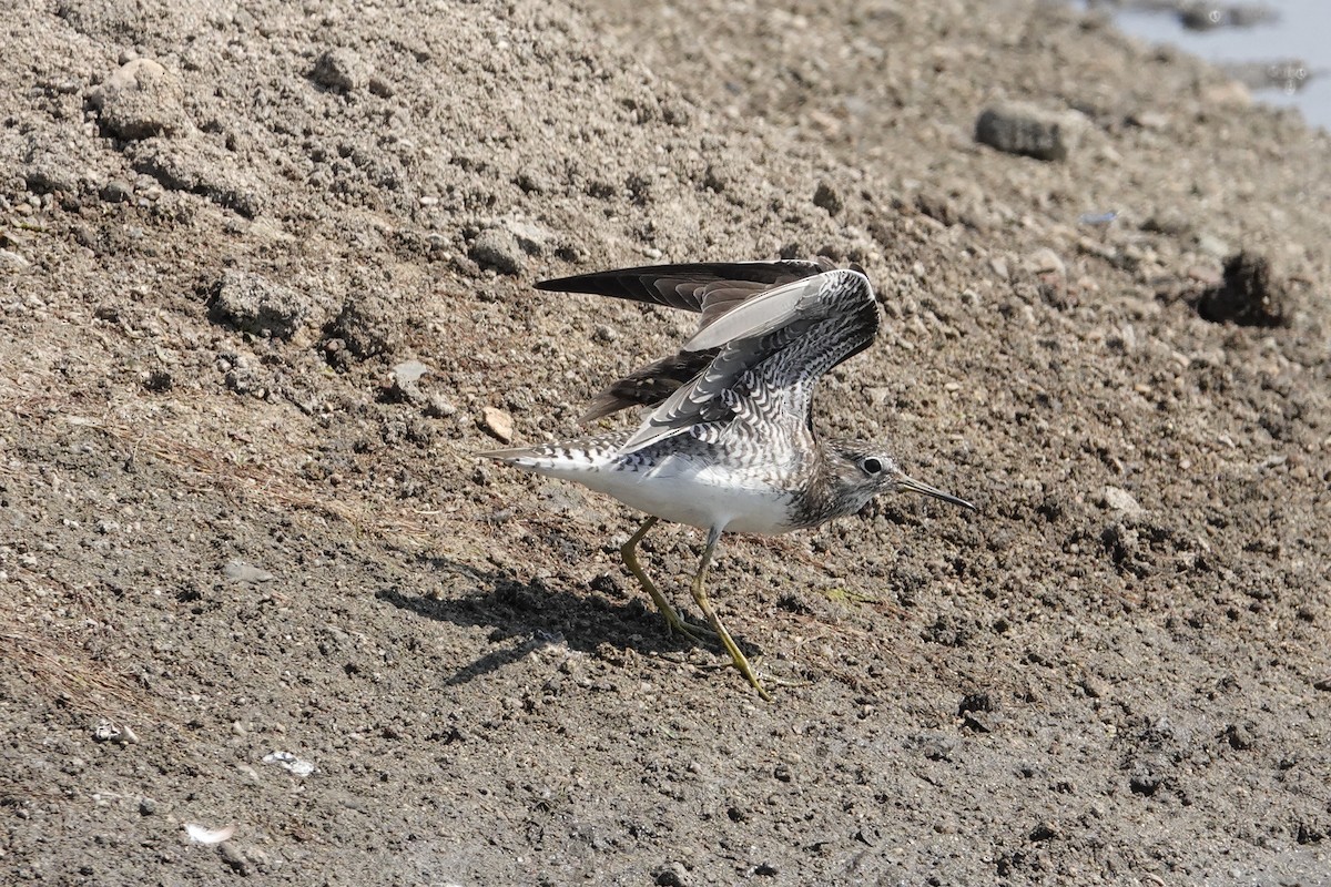 Solitary Sandpiper - ML638944636