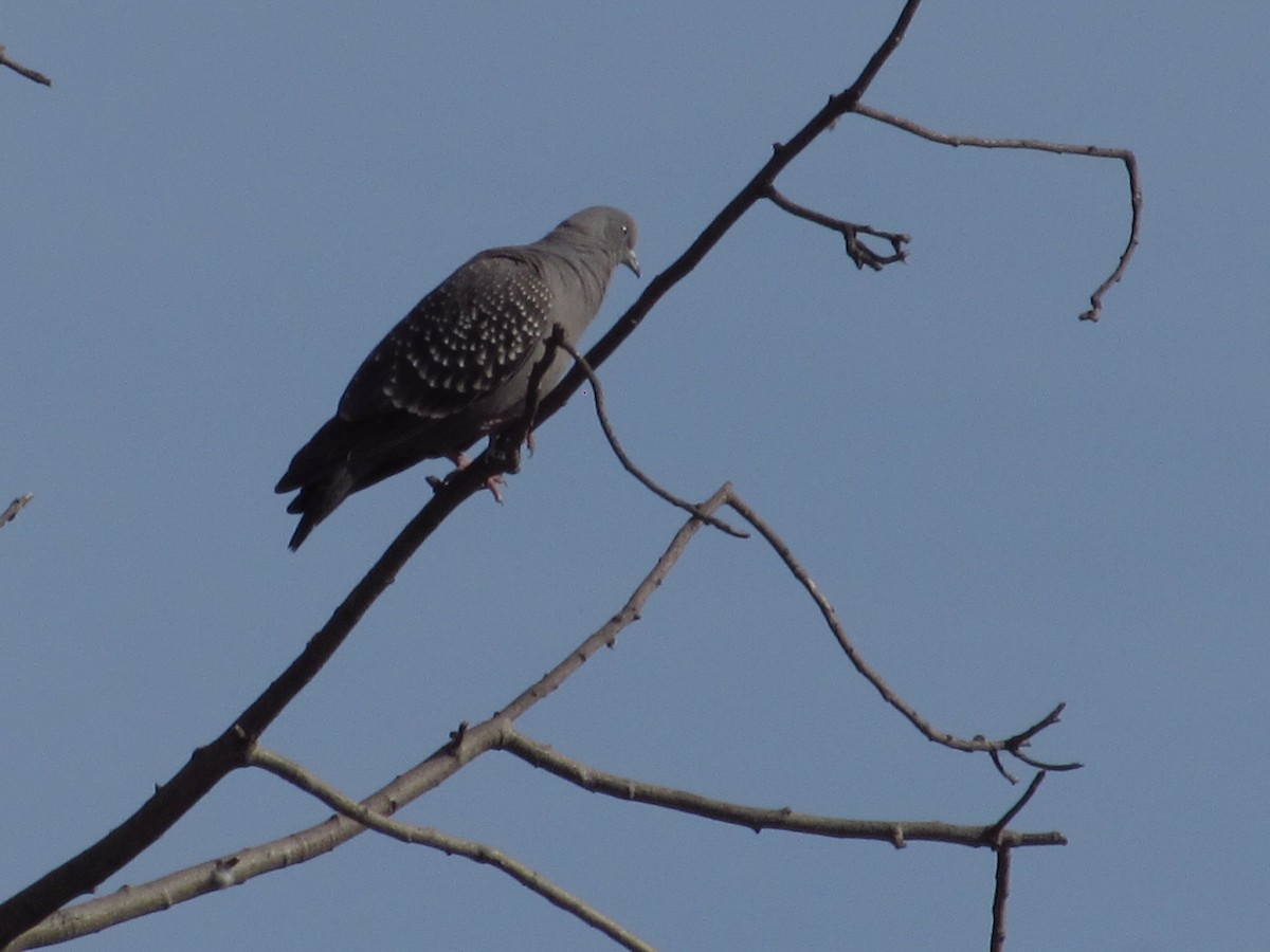Spot-winged Pigeon - ML638944671