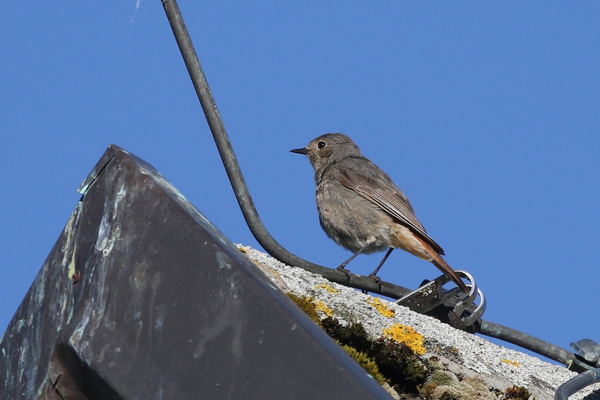 Black Redstart (Western) - ML638944679