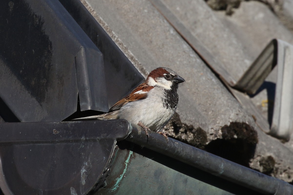House Sparrow - ML638944683