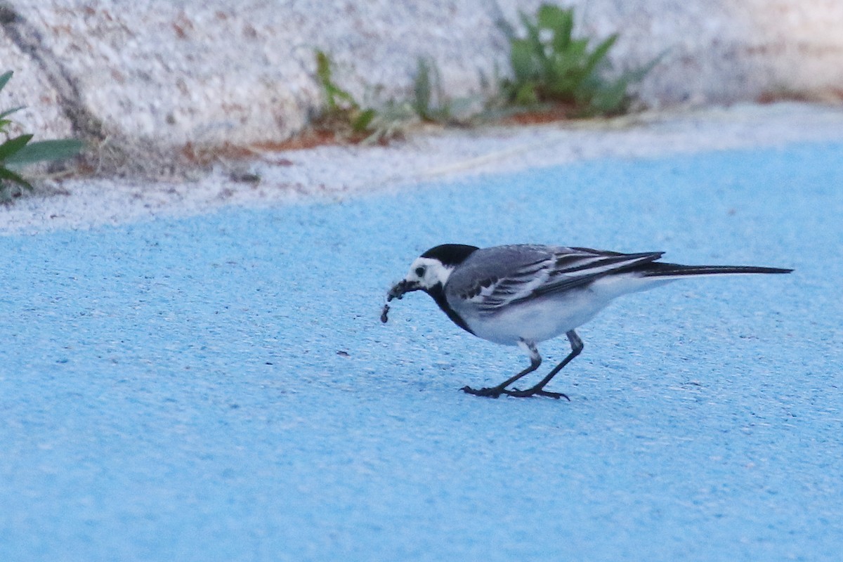 White Wagtail (White-faced) - ML638944697