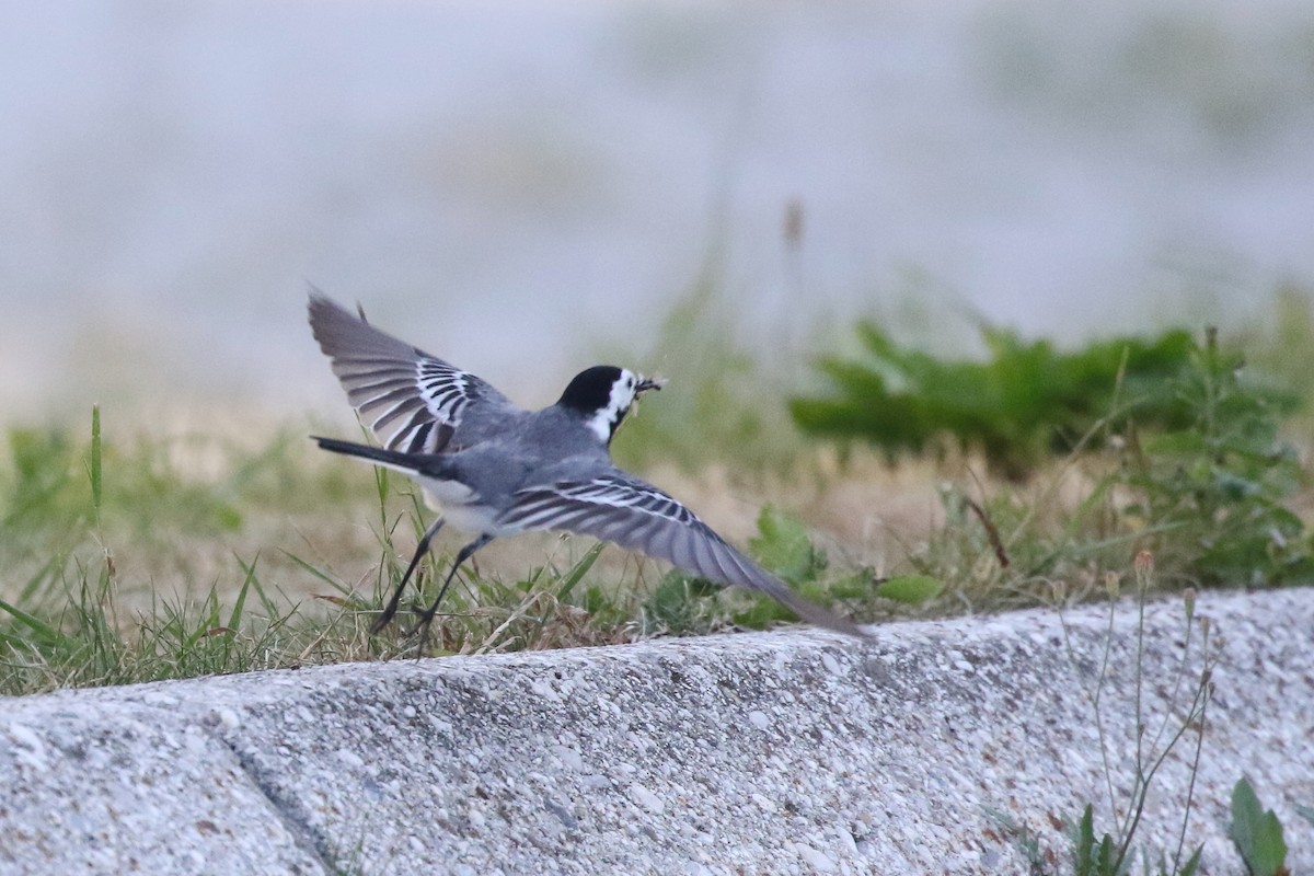 White Wagtail (White-faced) - ML638944700