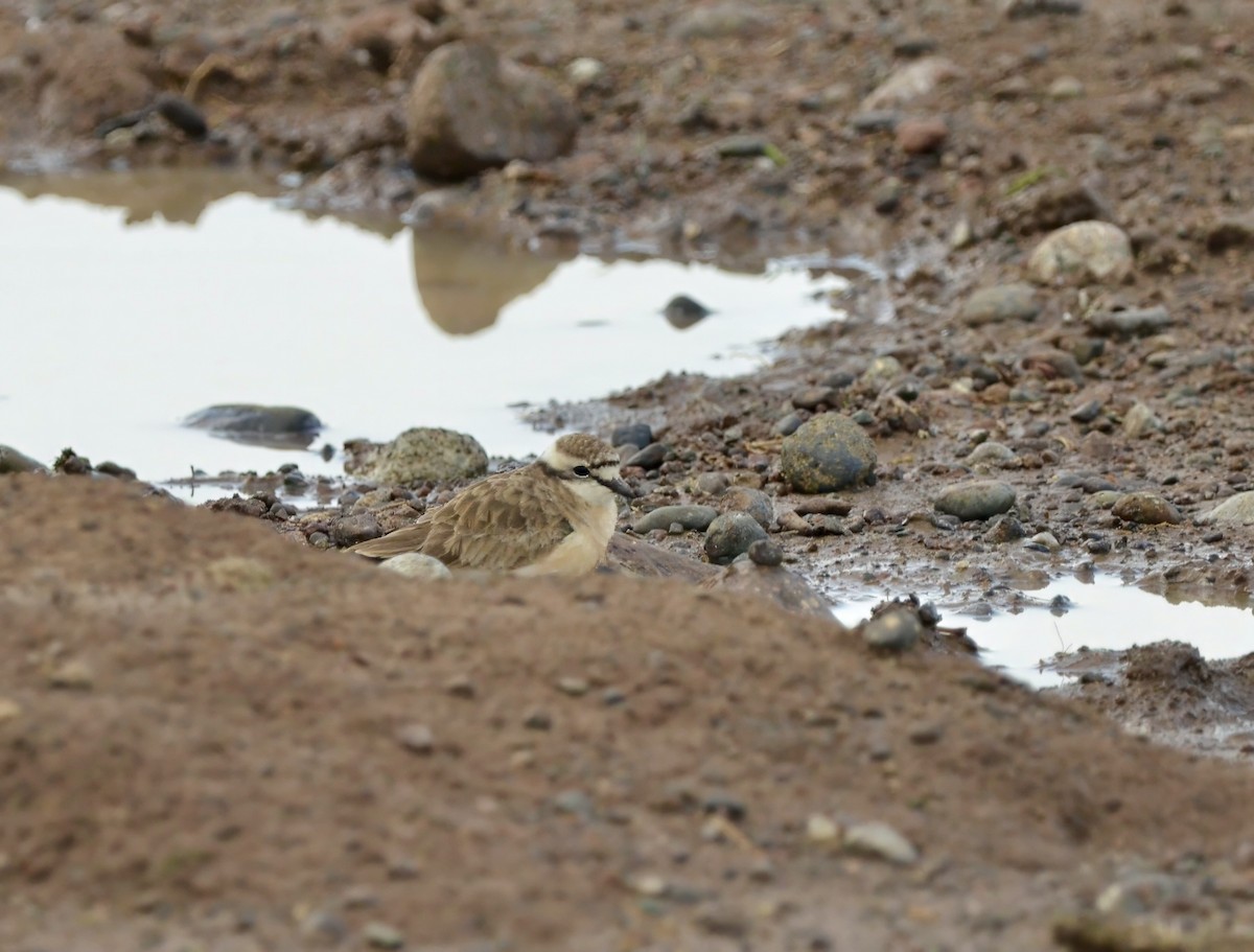 Kittlitz's Plover - ML638944761