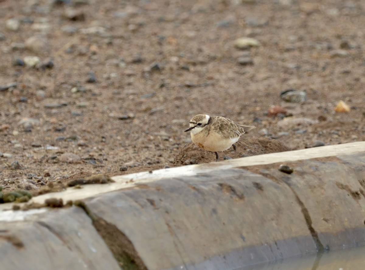 Kittlitz's Plover - ML638944762