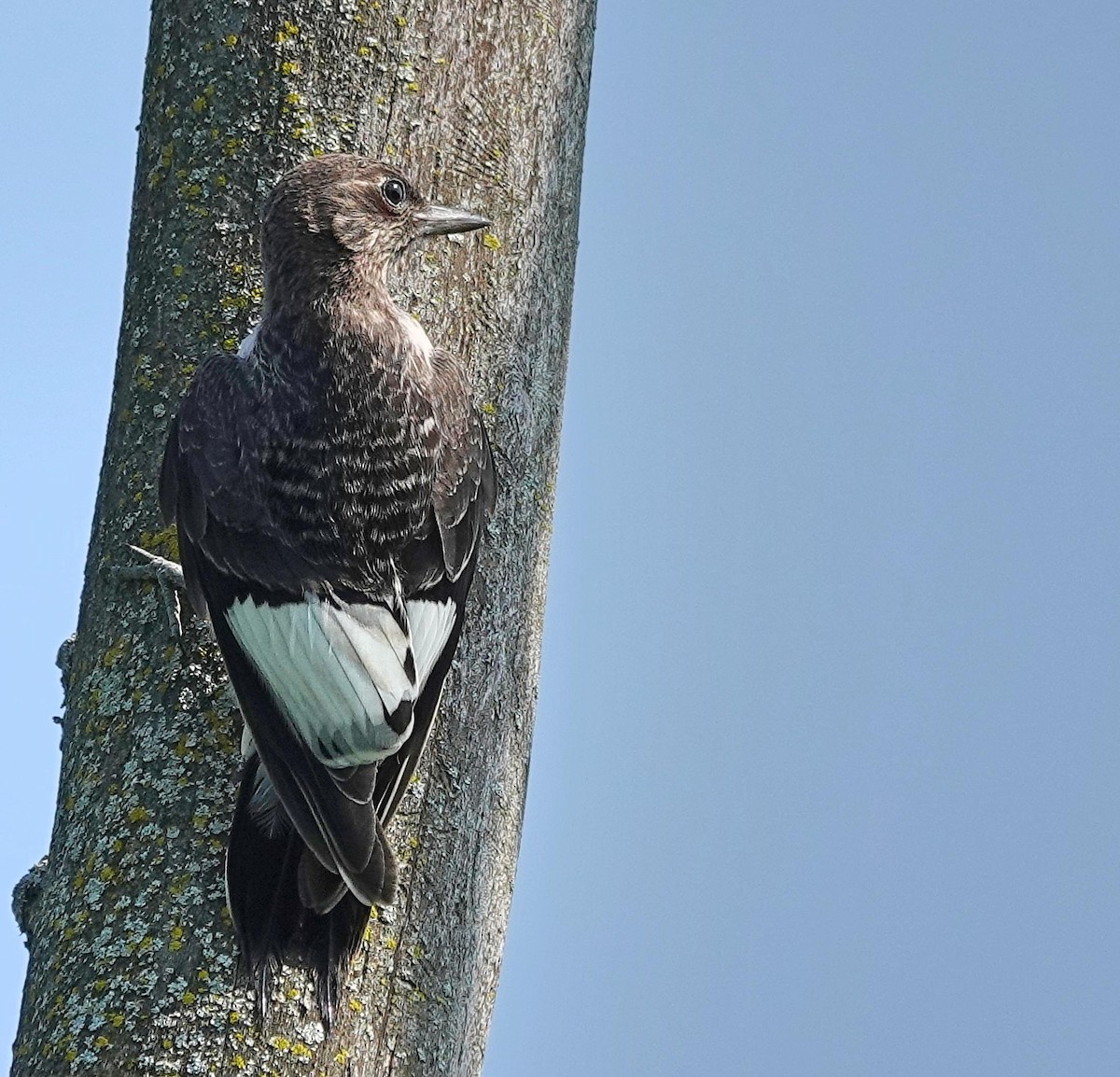 Red-headed Woodpecker - ML638944770