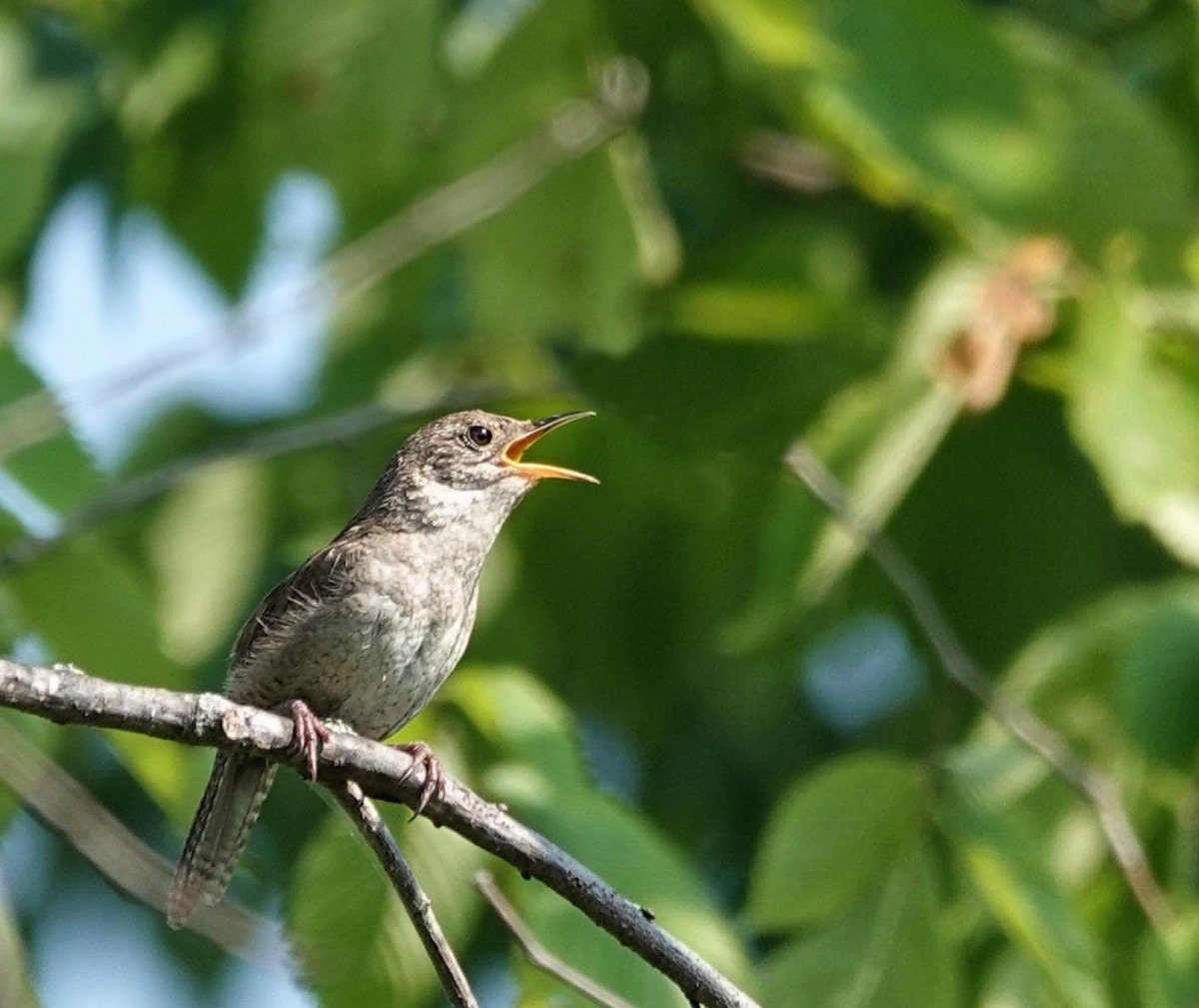 Northern House Wren - ML638944772
