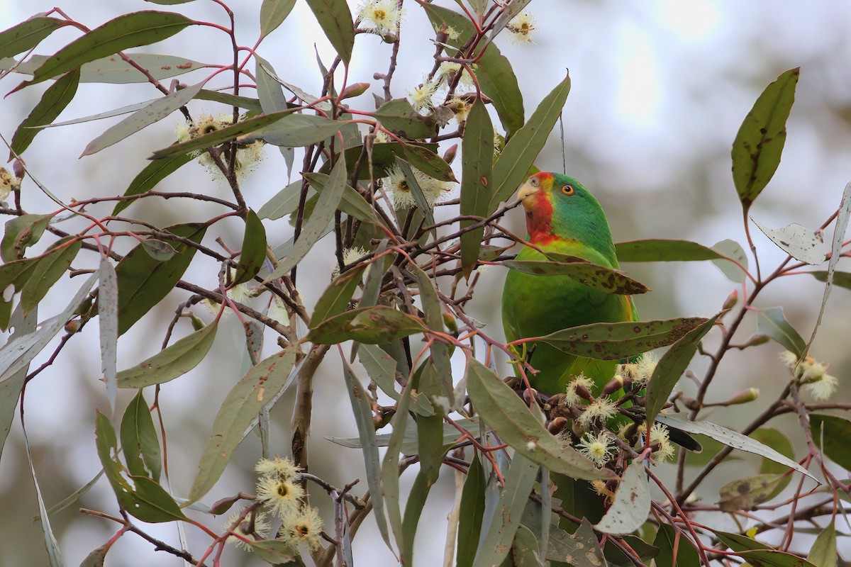 Swift Parrot - ML638944774