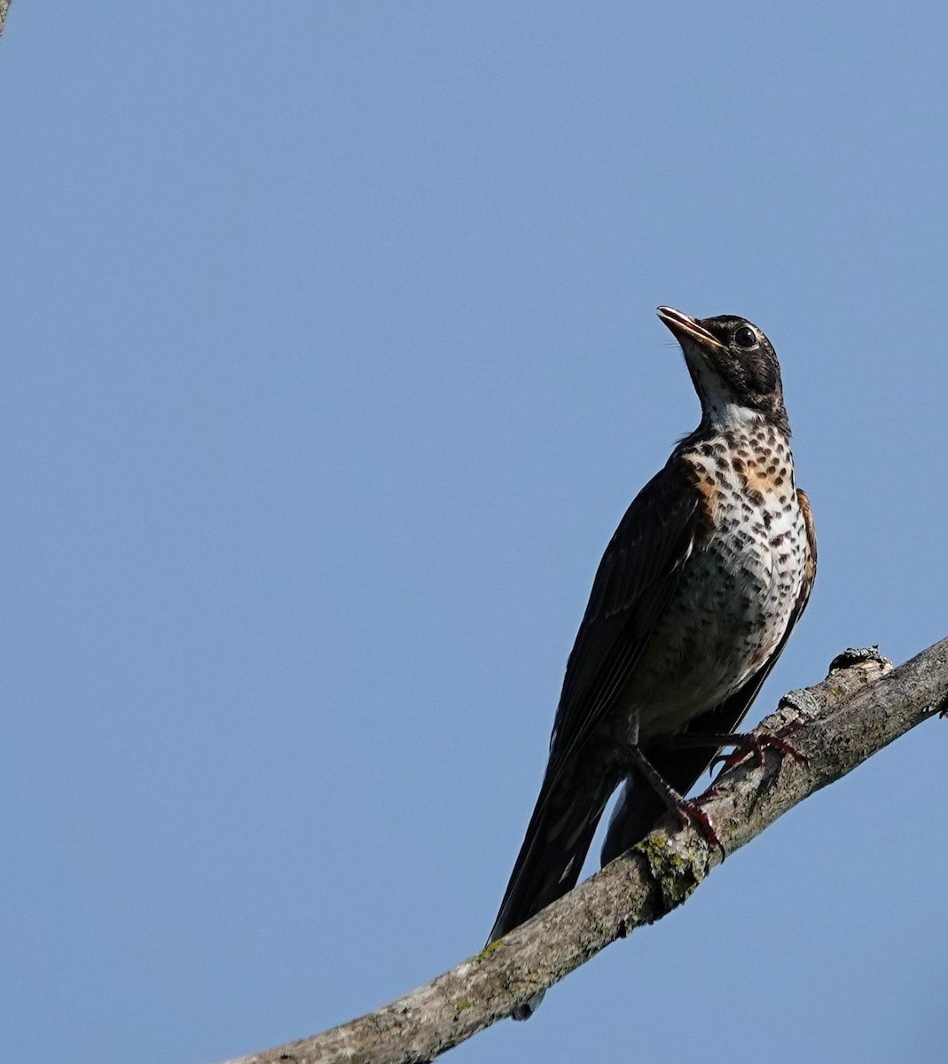 American Robin - ML638944776