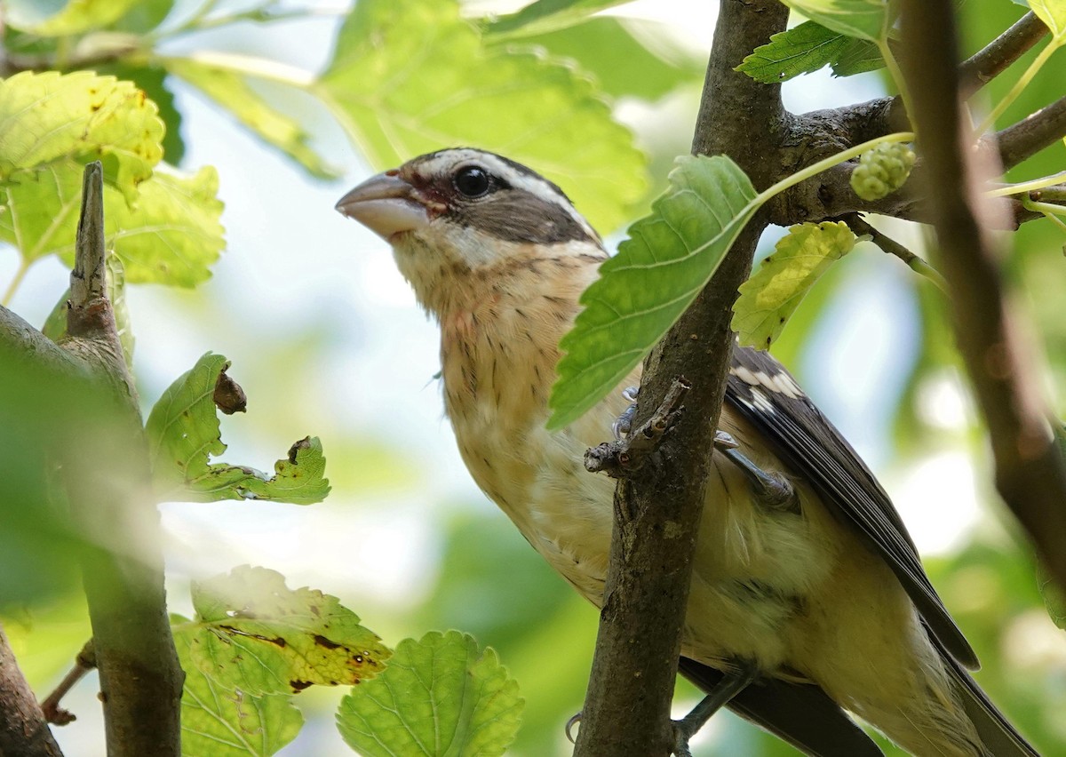 Rose-breasted Grosbeak - ML638944780