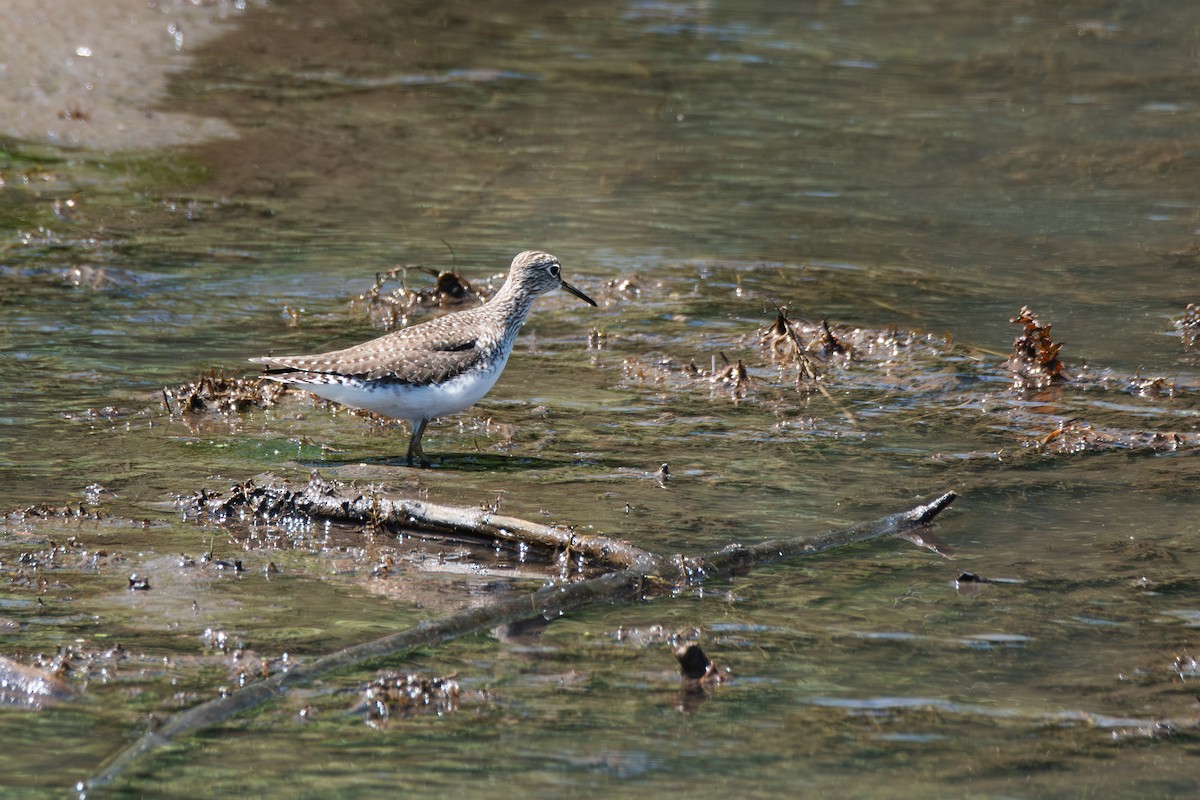 Solitary Sandpiper - ML638944791